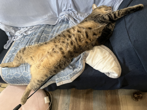 ねこの寝姿あれこれ