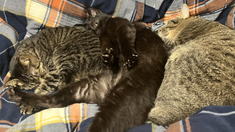 三匹の愉快なねこ。