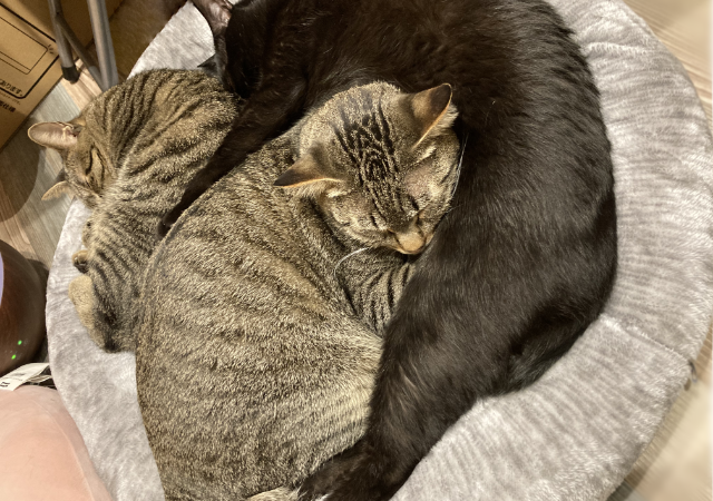 ニトリとねこ。