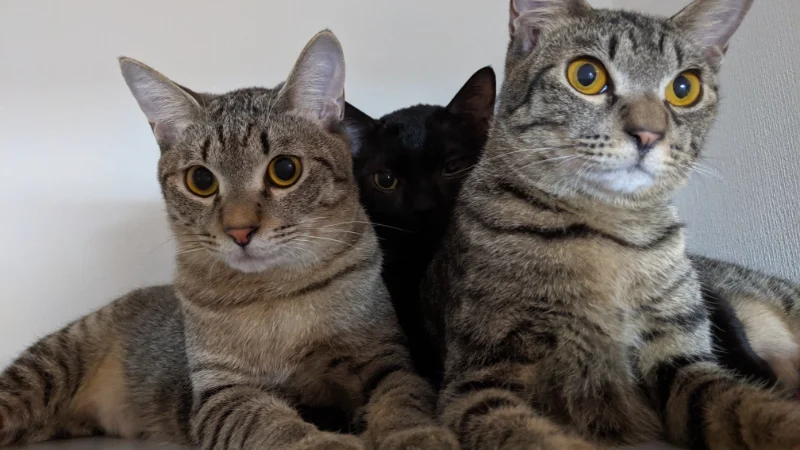 にゃんにゃんにゃんの日